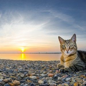 Meet your Posher, Benedict